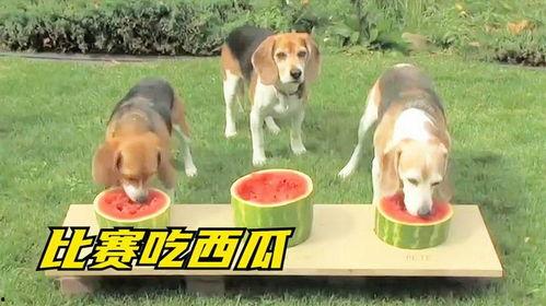 娱乐吃瓜狗,吃瓜狗带你探秘明星幕后故事